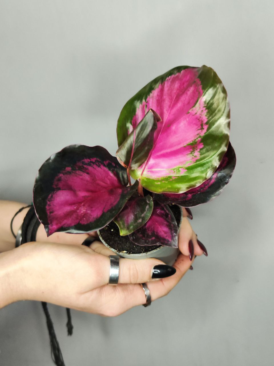 Калатея Розеопикта Кримсон (Calathea Roseopicta Crimson) D6см