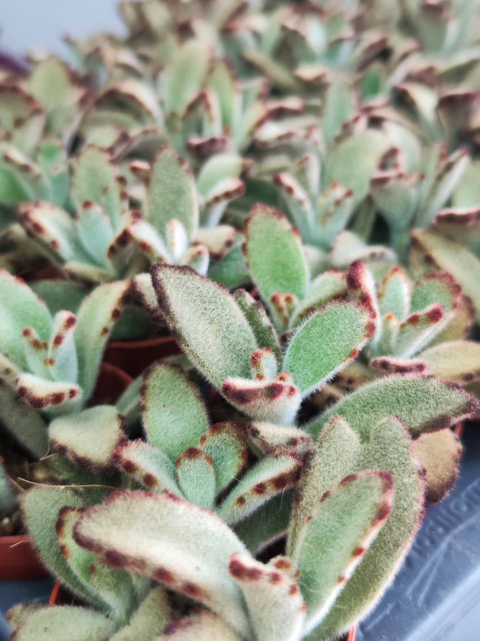 Каланхоэ Томентоза Аида (Kalanchoe Tomentosa Aida) D5см