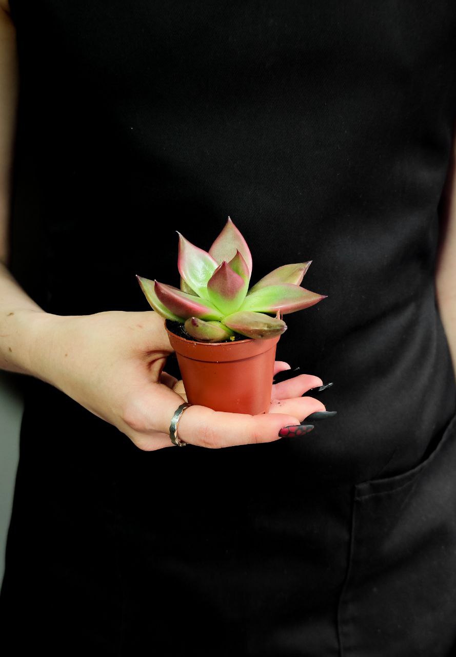 Эхеверия Марс Галакси (Echeveria Mars Galaxy) D5см