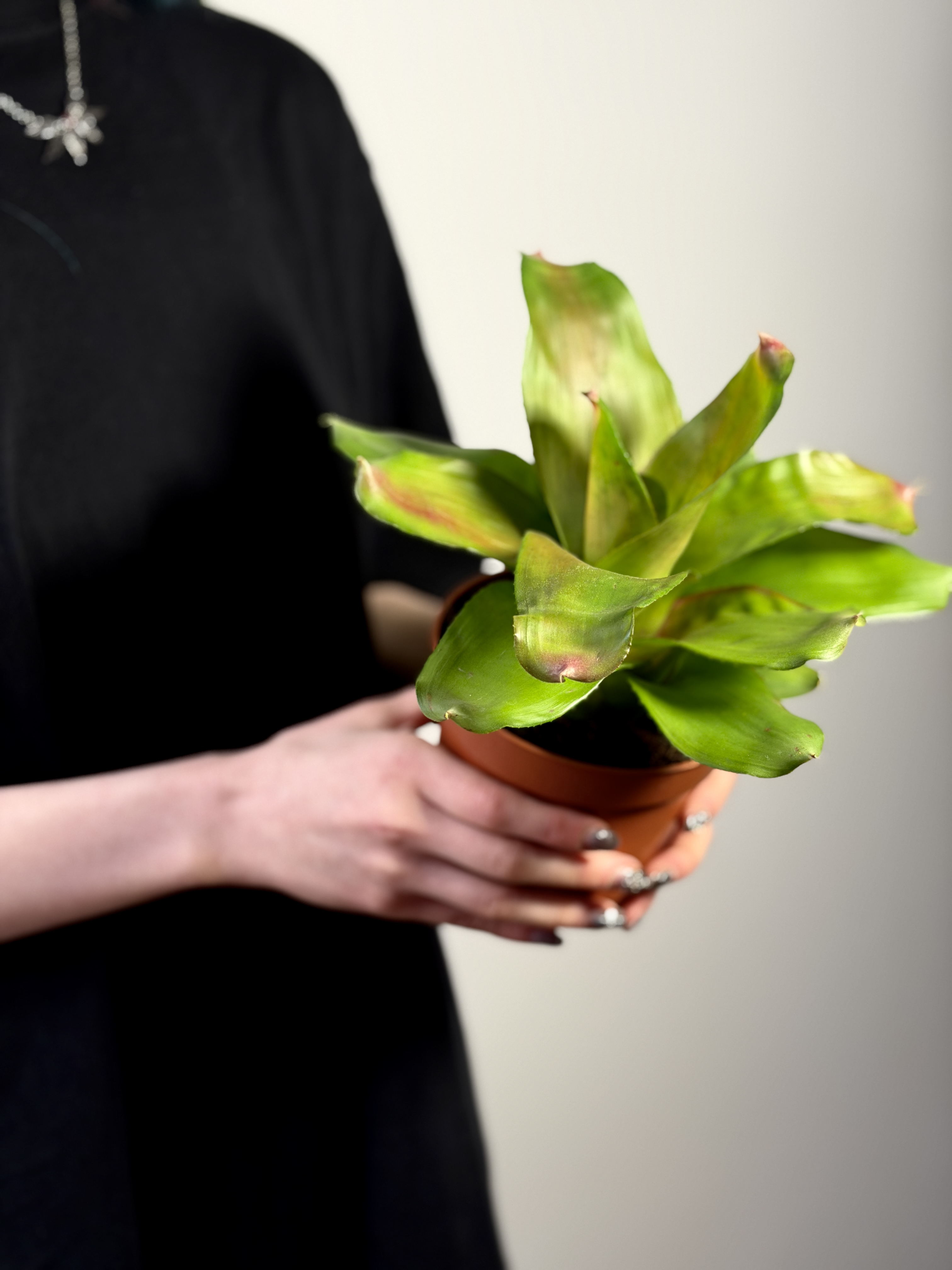 Неорегелия Розовая Скандор (Neoregelia Pink Scandor) D12см