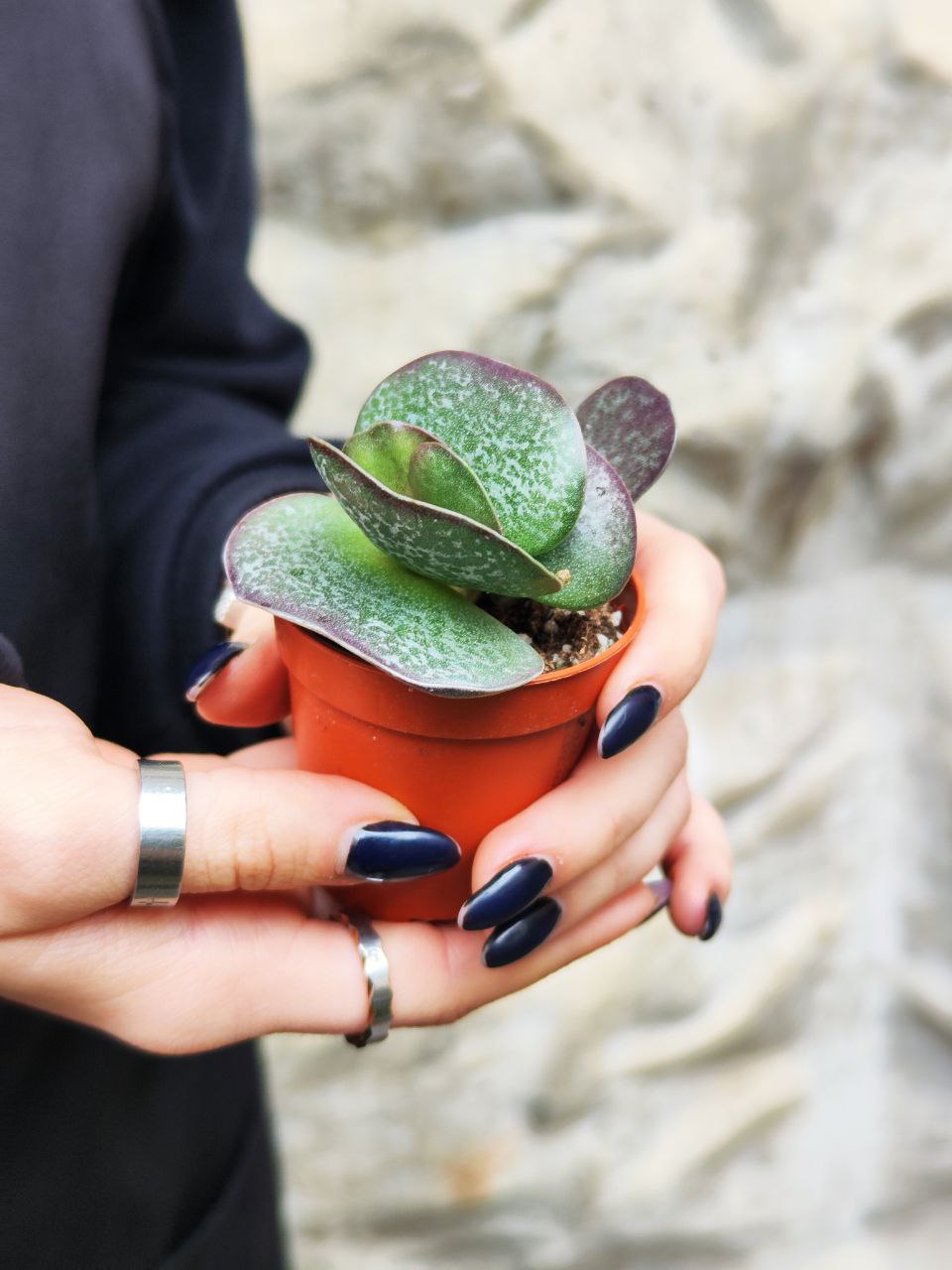 Адромискус Макулатус (Adromischus Maculatus) D5см