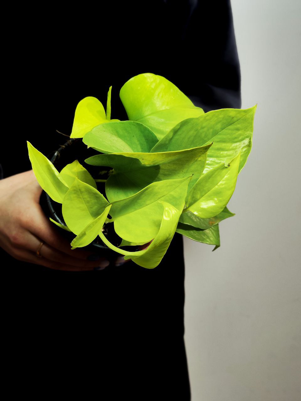 Эпипремнум Голден Потос, Сциндапсус (Epipremnum Golden Pothos) D12см