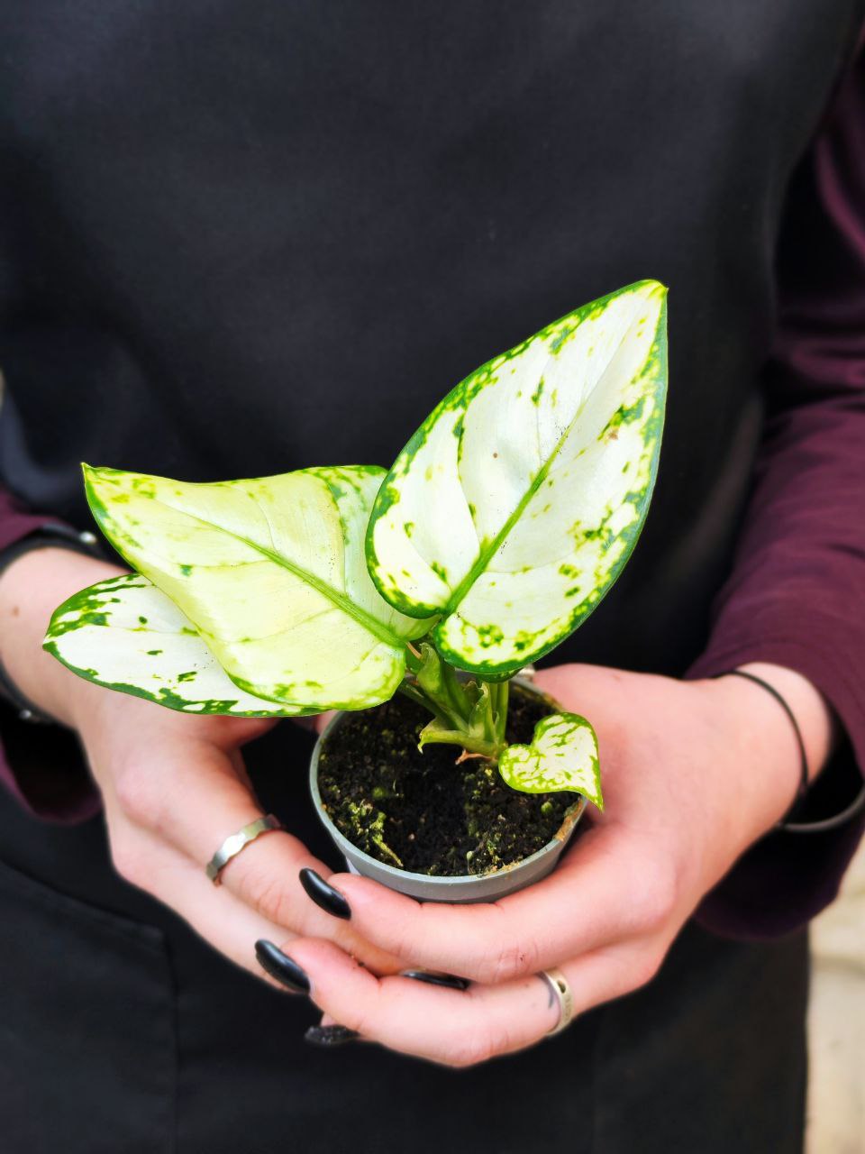Аглаонема Сноуфлейк (Aglaonema Snowflake) D6см