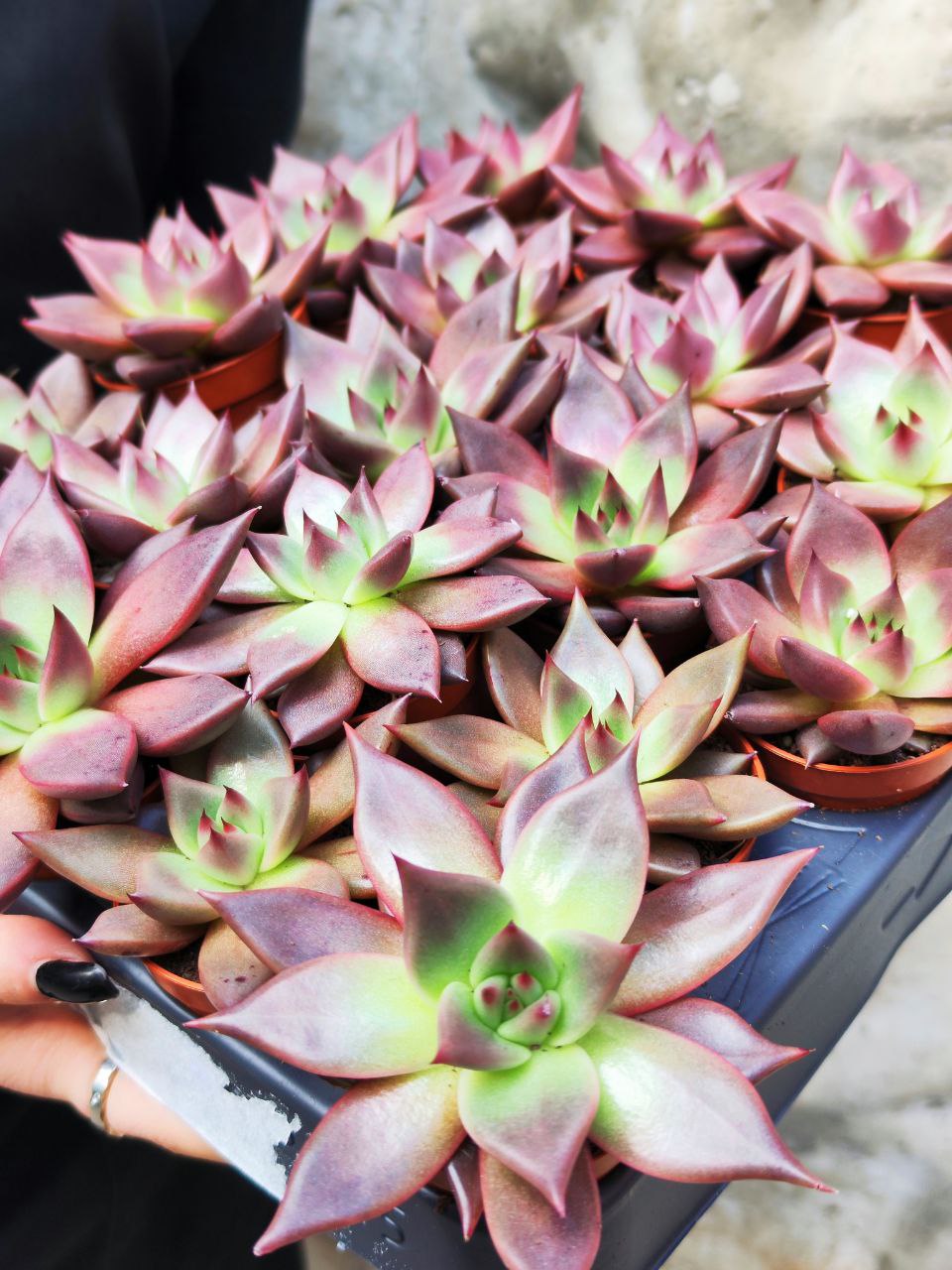 Эхеверия Таурус (Echeveria Agavoides Taurus) D5см
