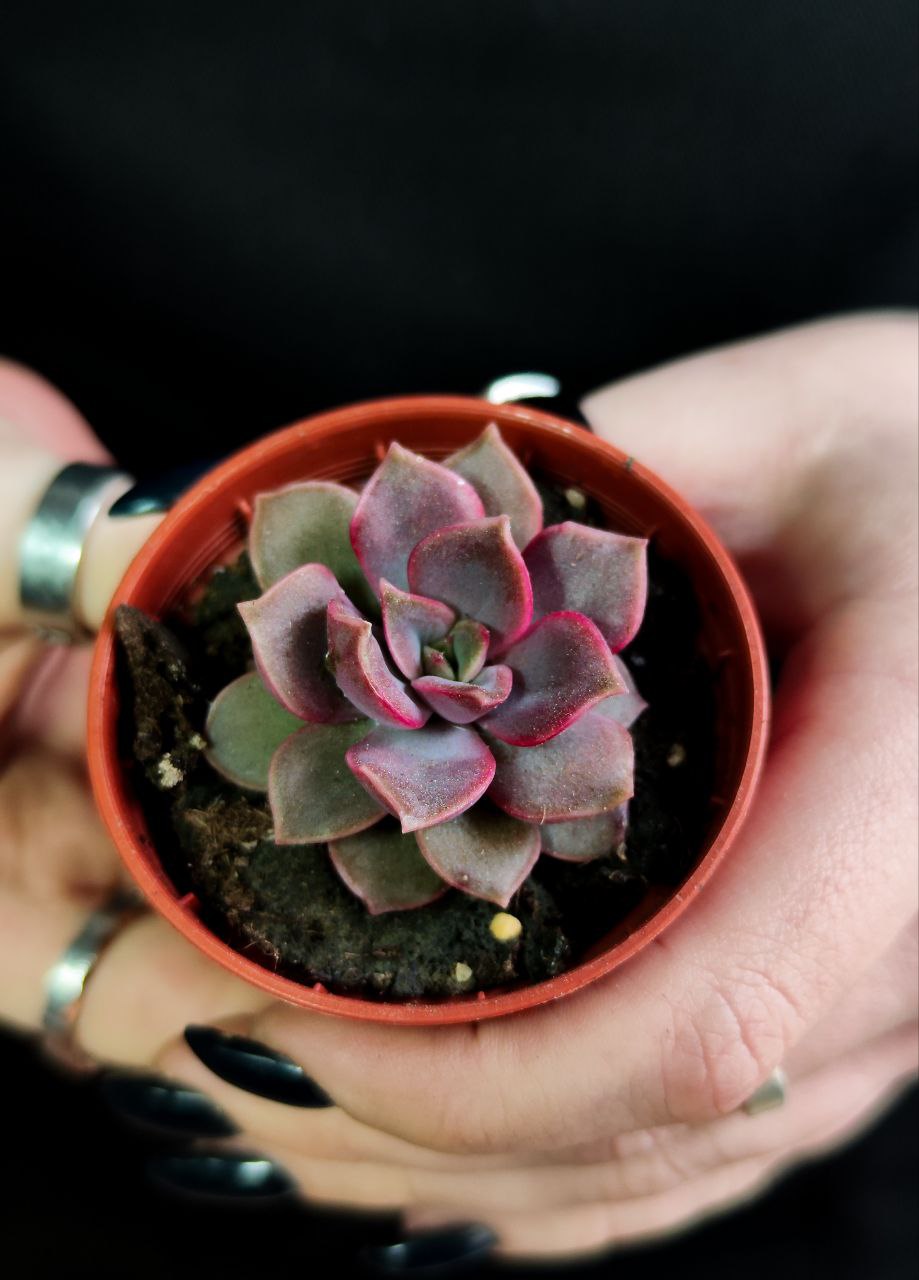 Эхеверия Мина (Echeveria Mina) D5см