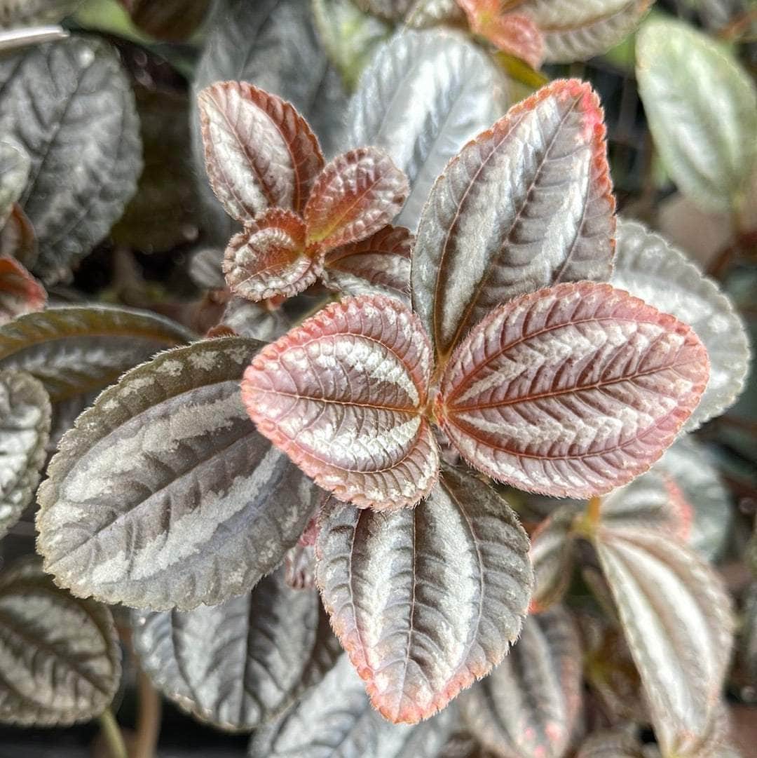 Пилея Норфолк (Pilea Involucrata Norfolk) D6см