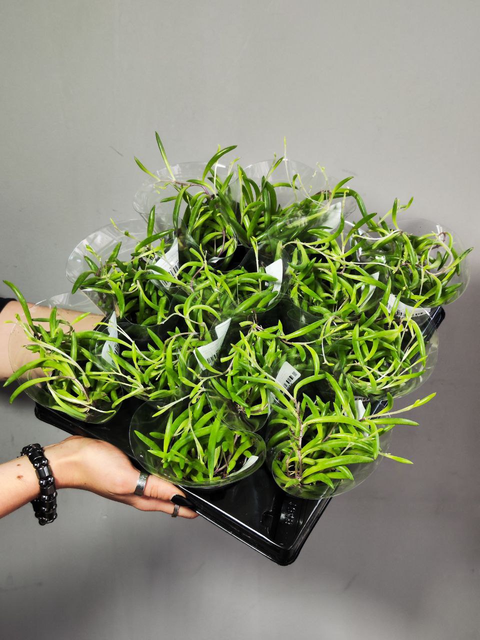 Крестовник Пурпл Флэш (Senecio Herreianus Purple Flush) D6см