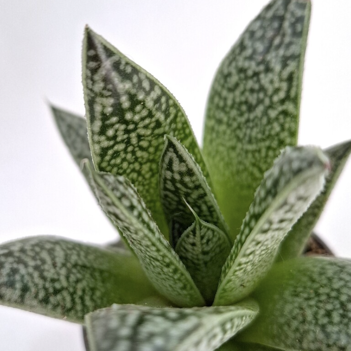Гастерия Ди Нелла (Gasteria D.Nella) D5см