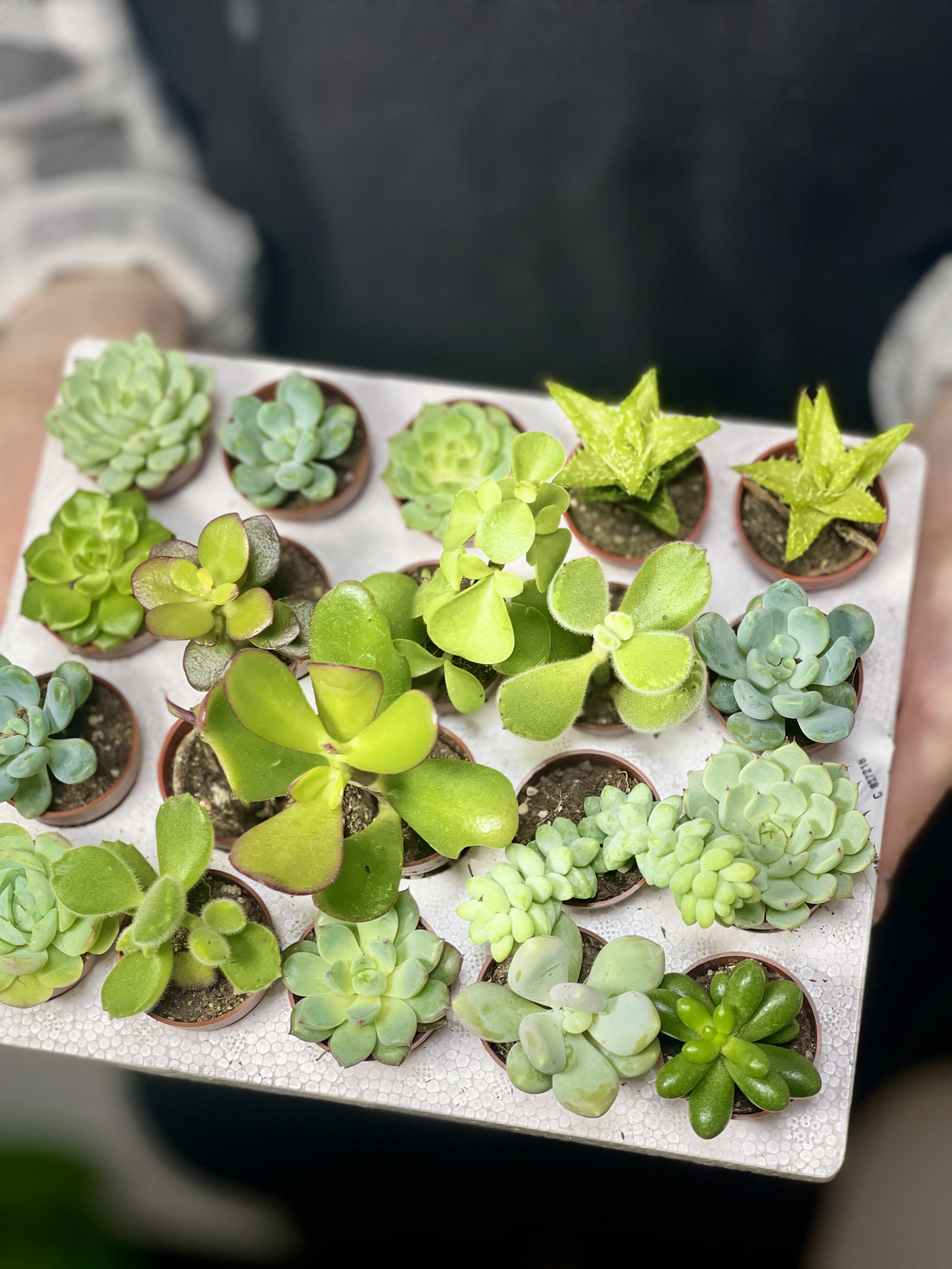 Суккулент Мини Микс (Succulent Mini Mix) D4см