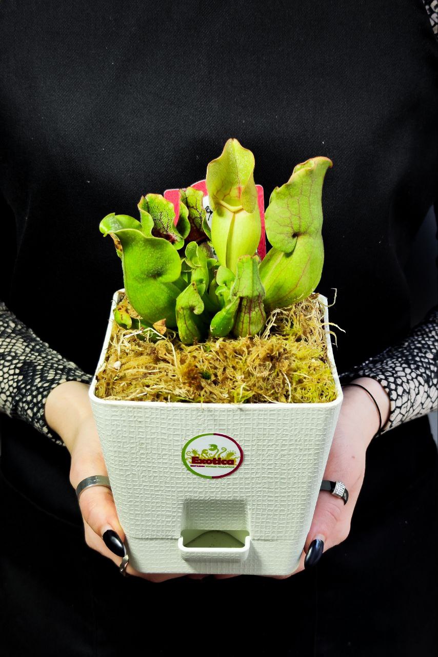 Саррацения Монтана (Sarracenia Montana) пересаженная D12см