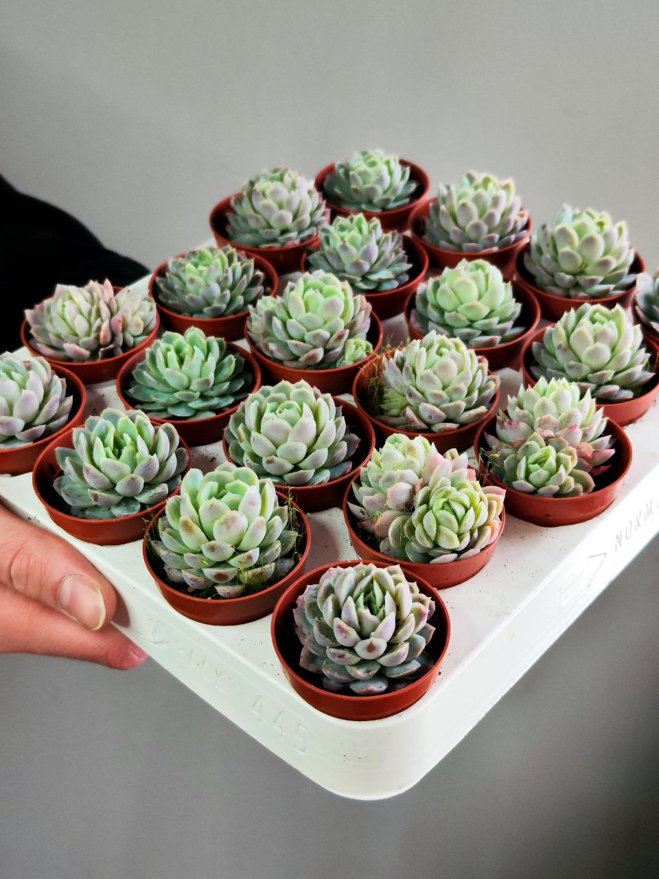 Эхеверия Изящная (Echeveria Elegans) D5см