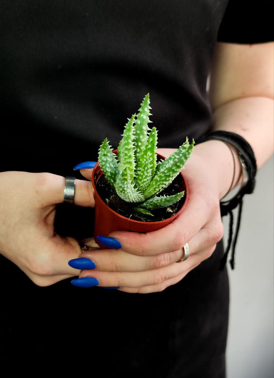 Алоэ Хумилис, или Приземистое (Aloe Humulis) D5см