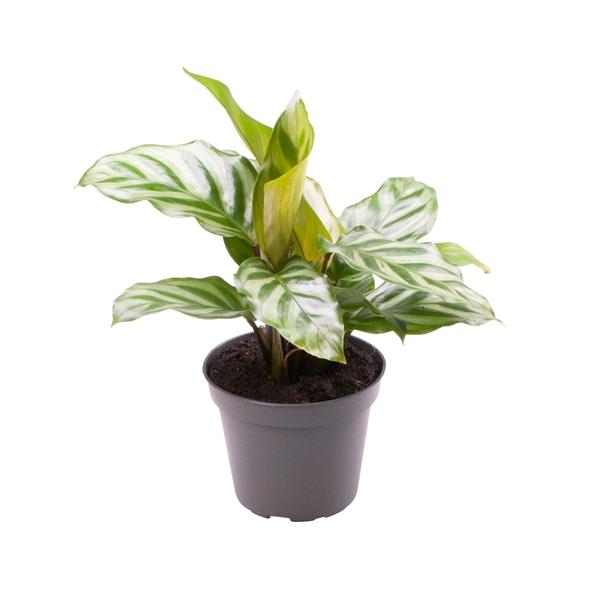 Калатея Фредди (Calathea Freddie) D6см