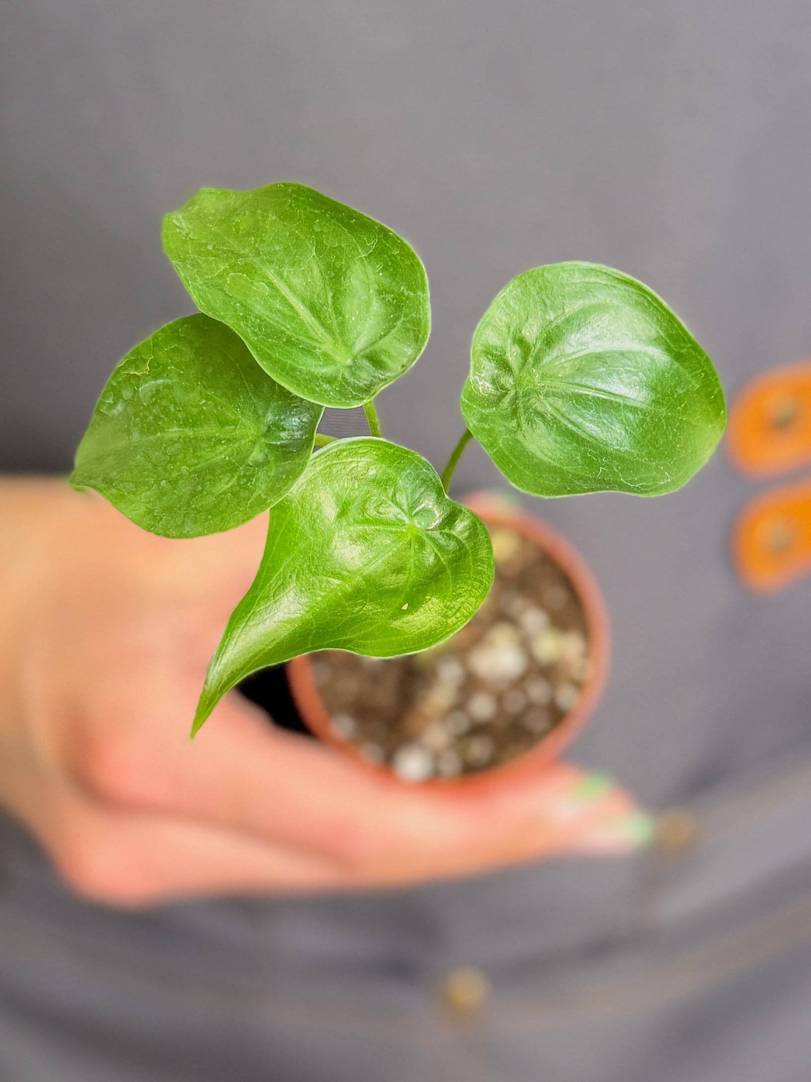 Алоказия Кукулата (Alocasia Cucullata) D6см