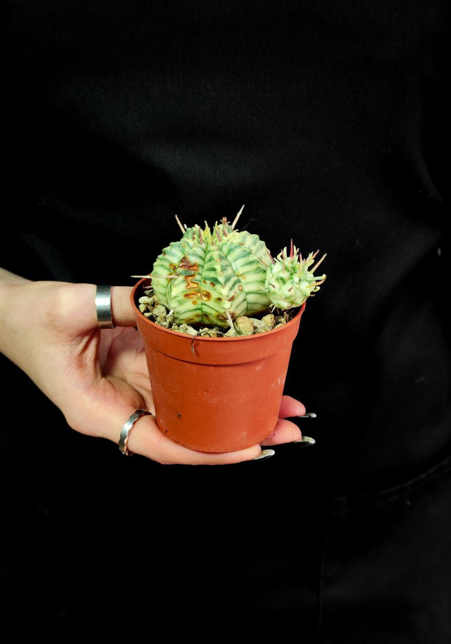 Эуфорбия Уцененная Мелоформис Вариегата (Euphorbia Meloformis Variegata) D6,5см