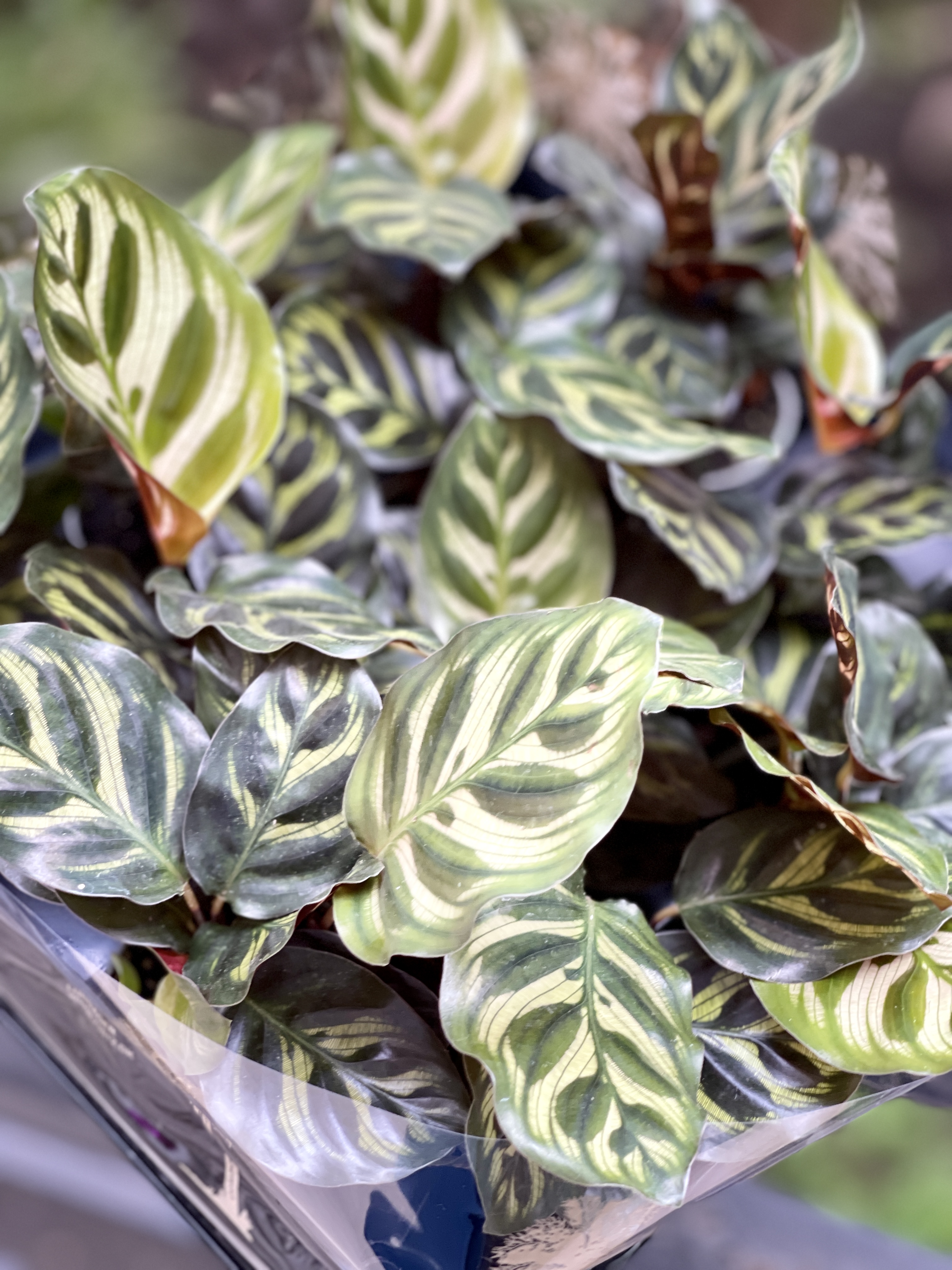 Калатея Макояна (Calathea Makoyana) D7см