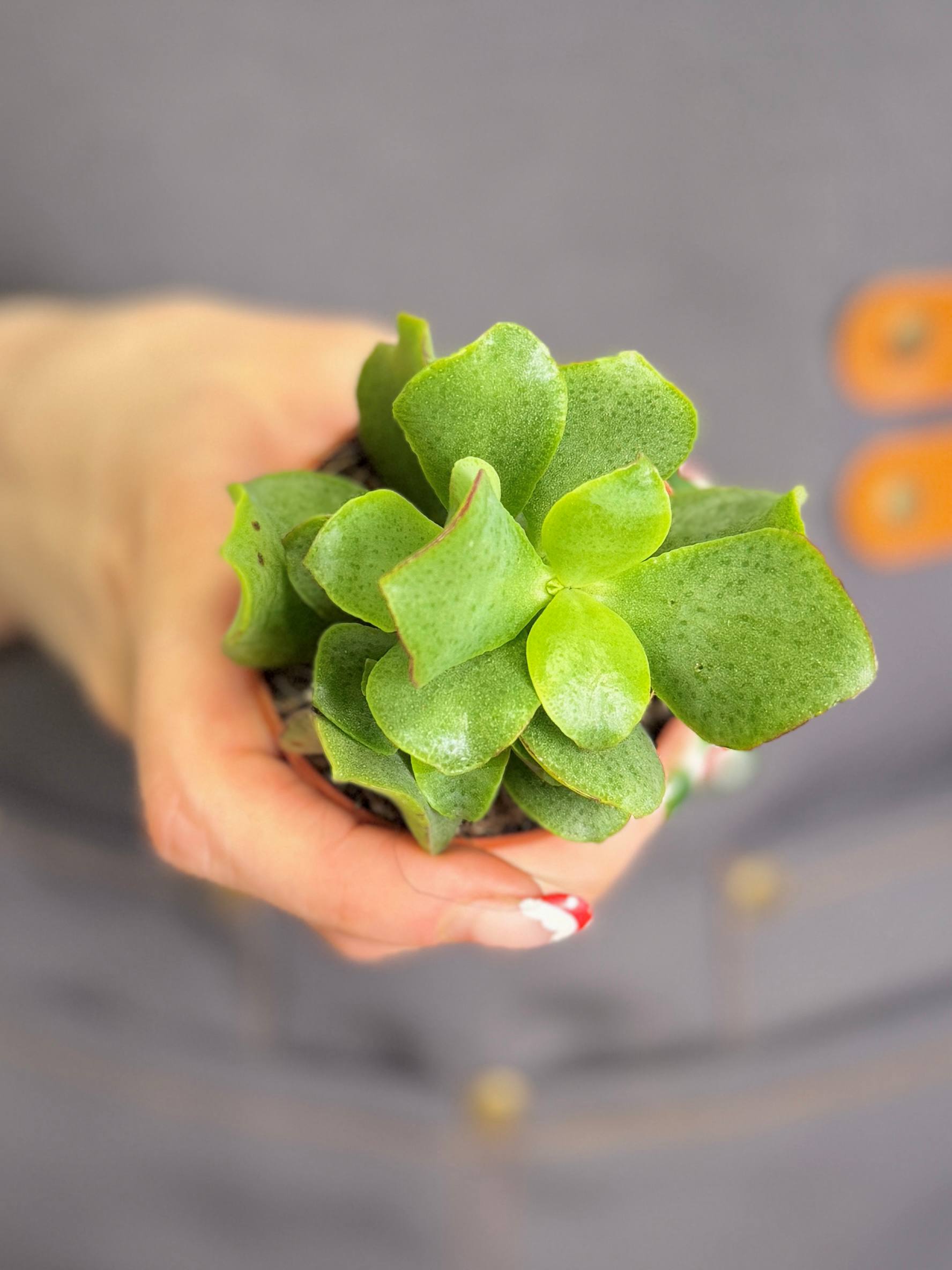 Крассула Арборесценс (Crassula Arborescens) D5см
