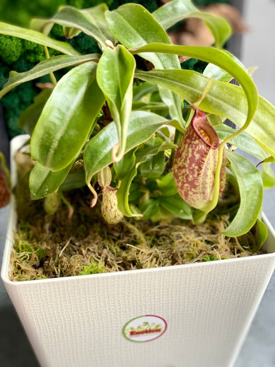 Непентес Хукериана (Nepenthes hookeriana) пересаженный D17см