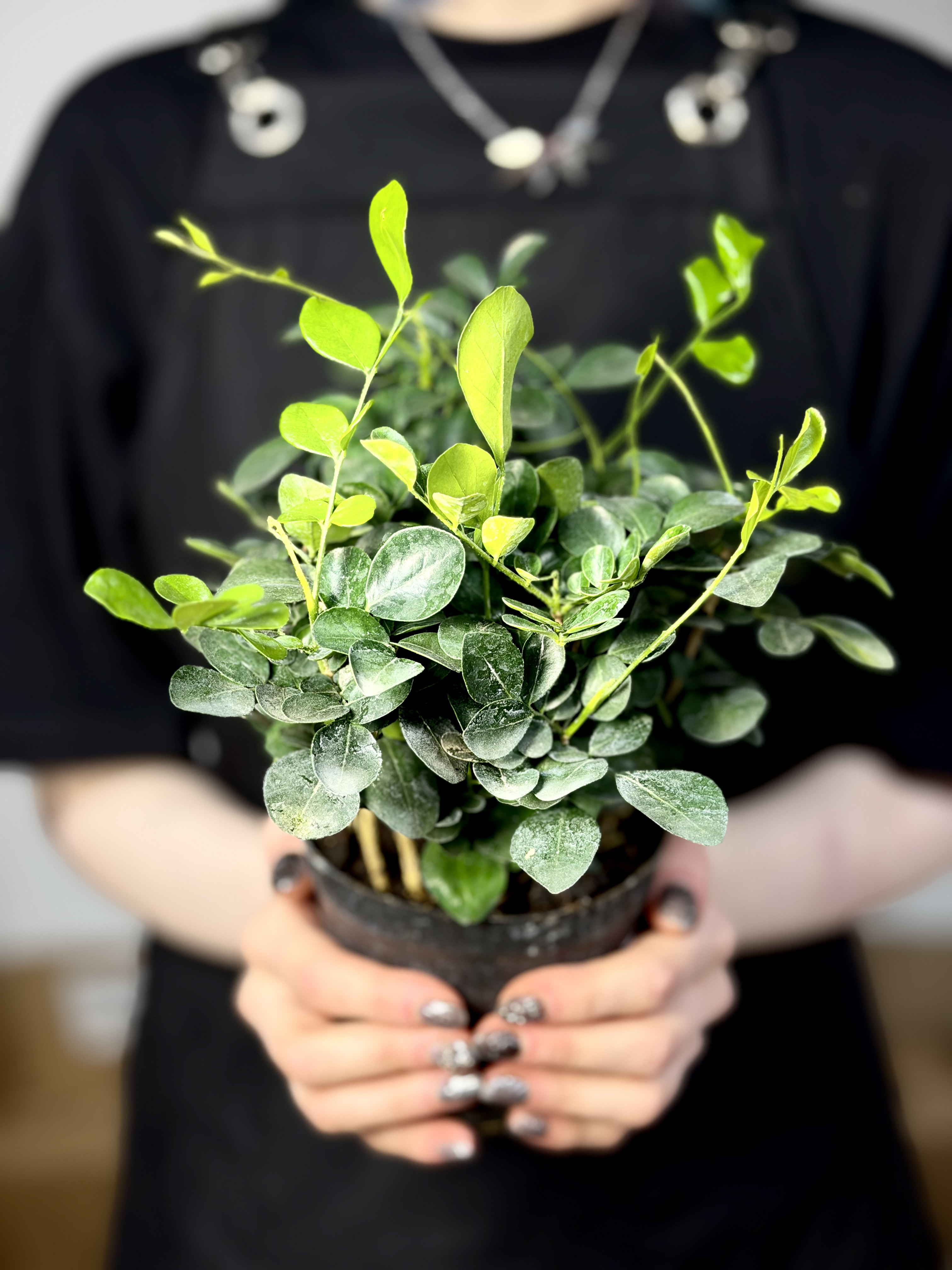 Мурайя (Муррайя) Метельчатая (Murraya Paniculata) D11см