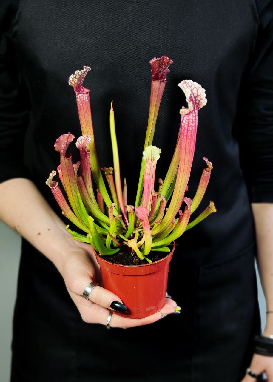 Саррацения Стивенси (Sarracenia Stevensii) D9см