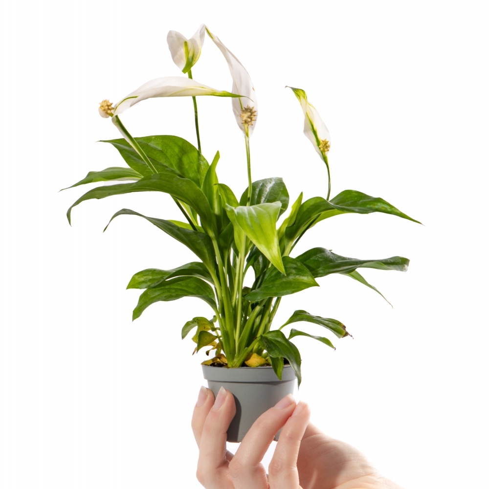 Спатифиллум Перл Купидо (Spathiphyllum Pearl Cupido) D7см