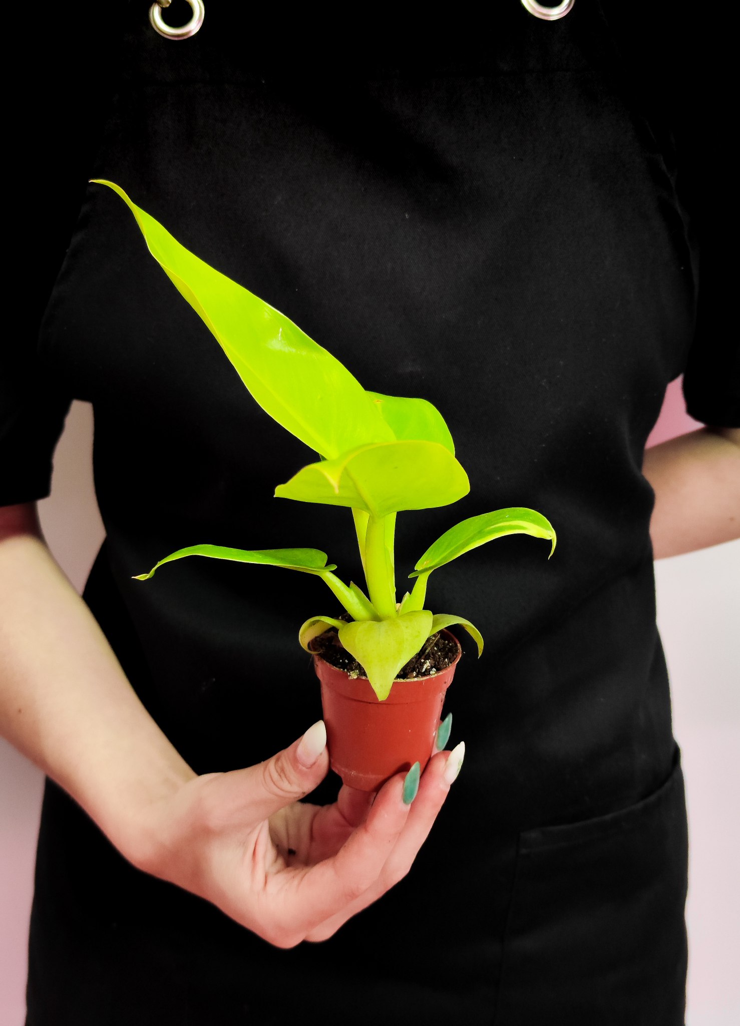 Филодендрон Мелинонии Голд (Philodendron Melinonii Gold) D6см