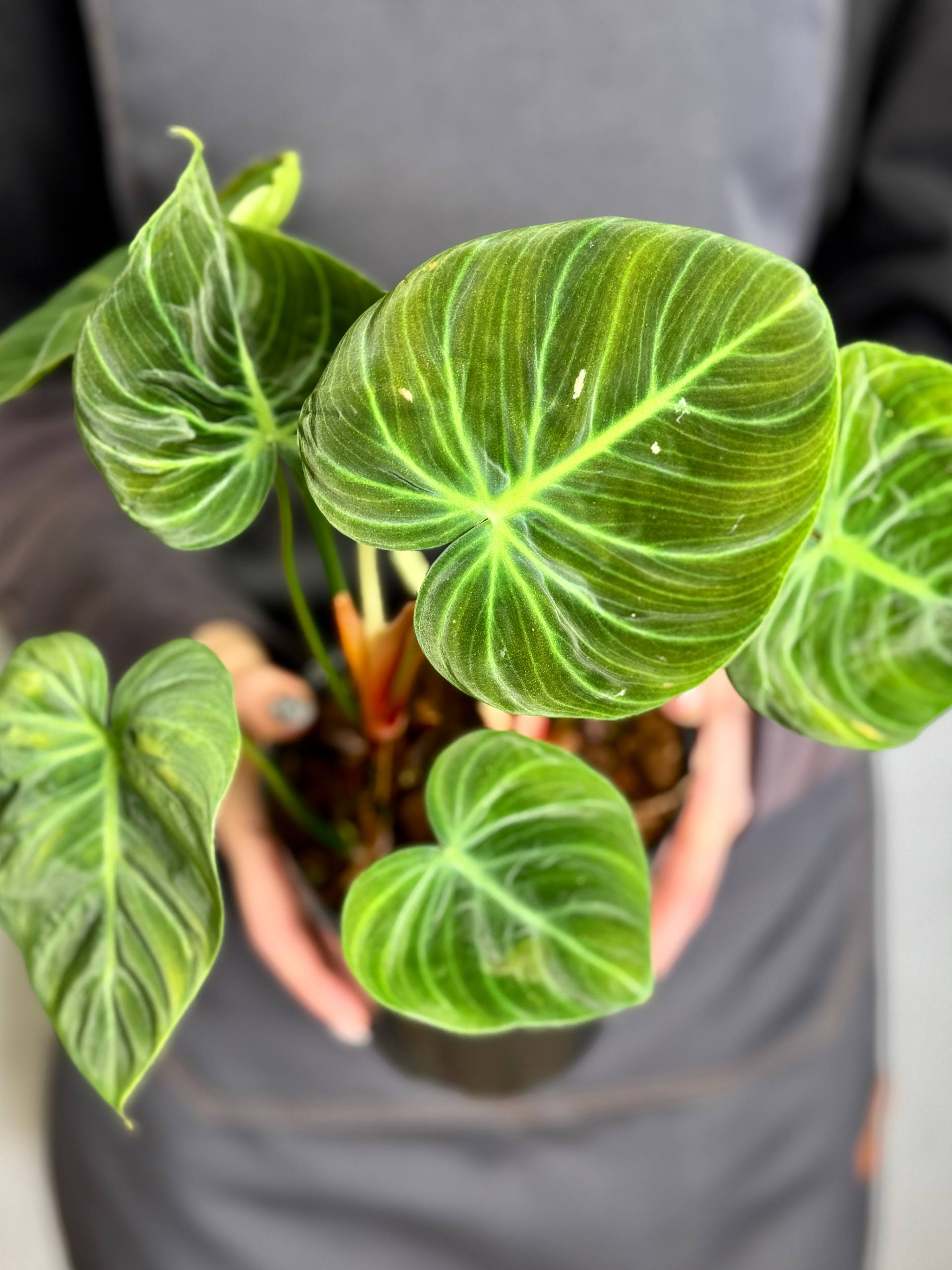 Филодендрон Эль Чоко Ред (Philodendron El Choco Red) D12см