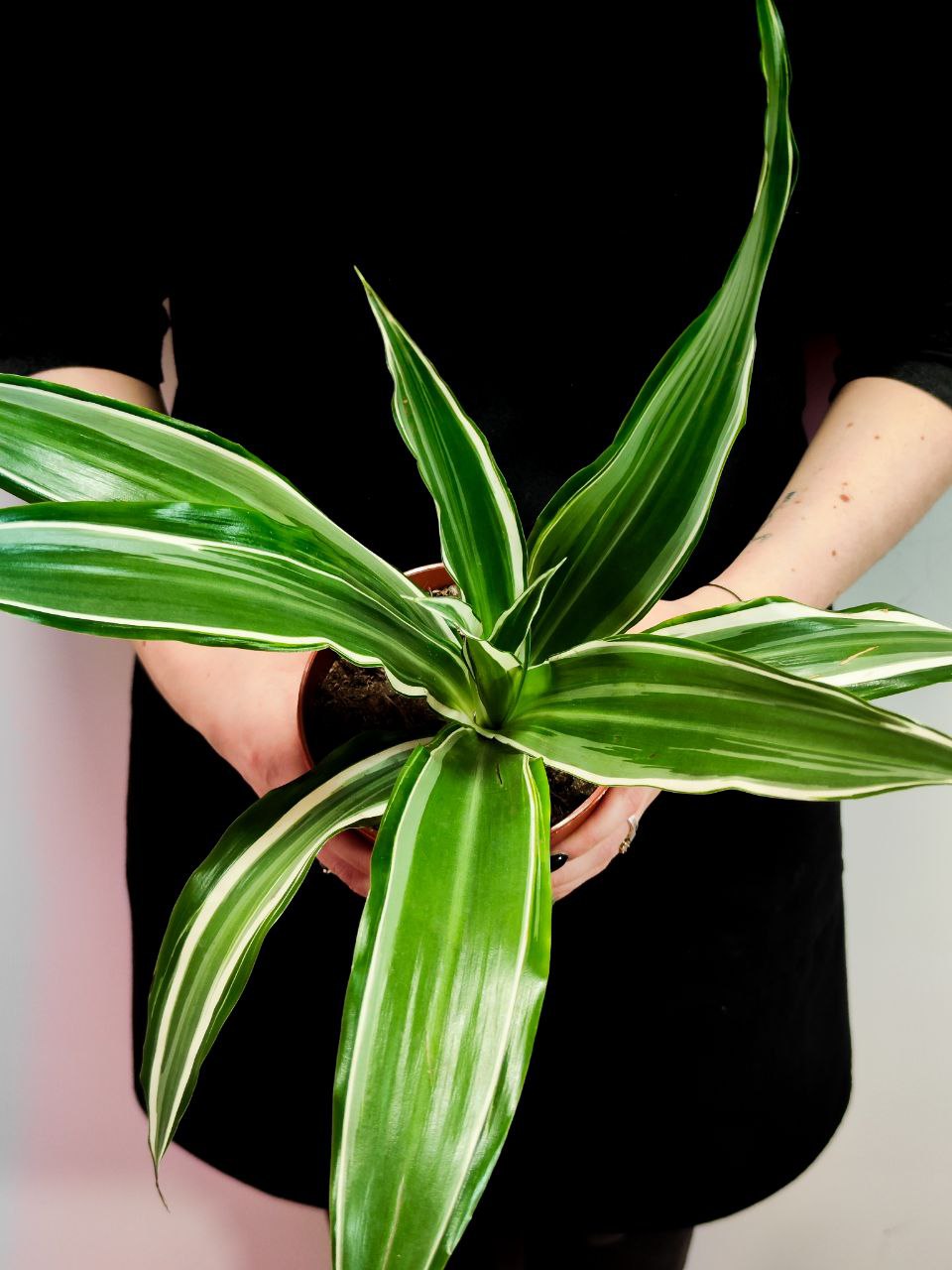 Драцена Вайт Страйп (Dracaena Fragrans White Stripe) D12см