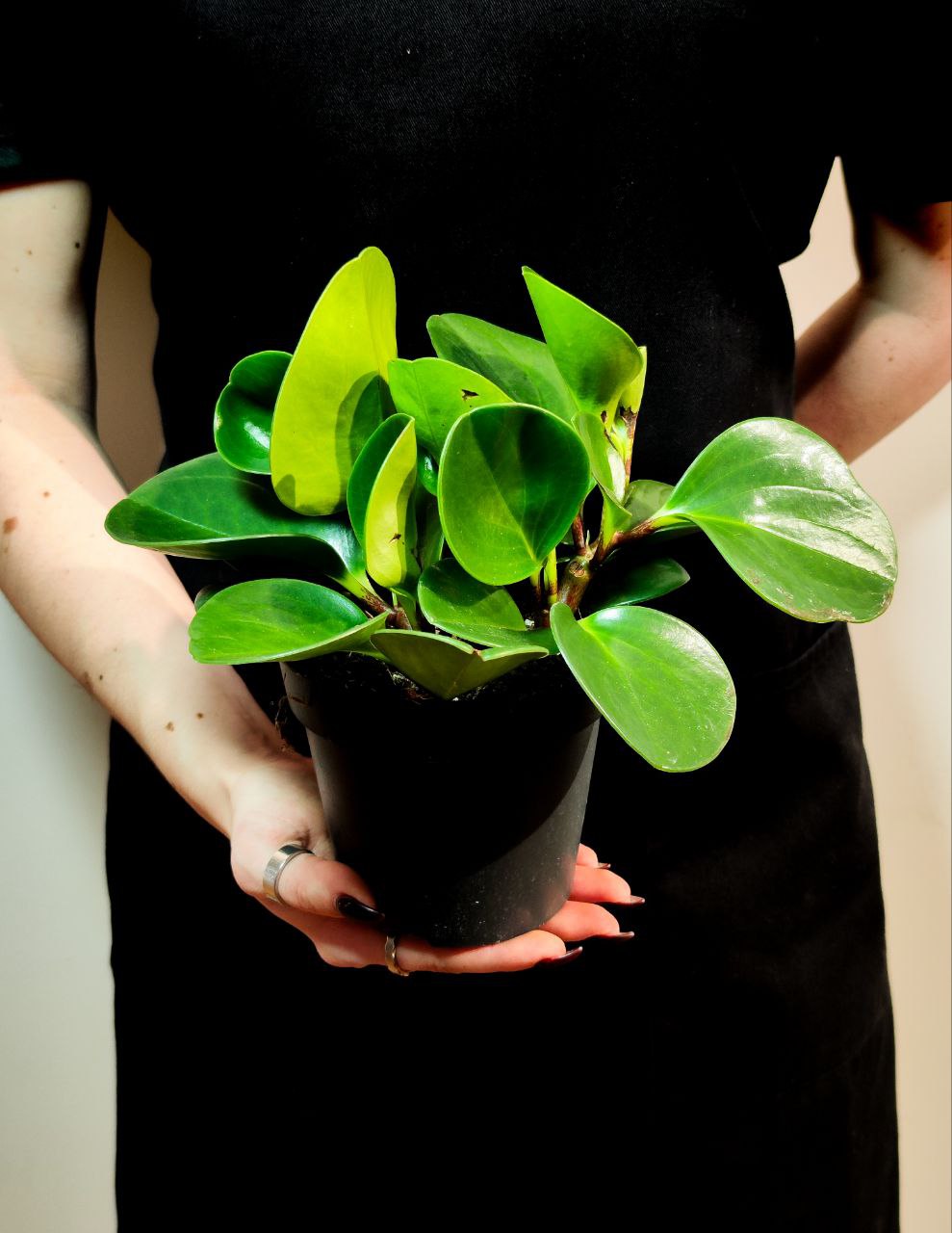 Пеперомия Туполистная Зеленая (Peperomia Obtusifolia Green) D11см