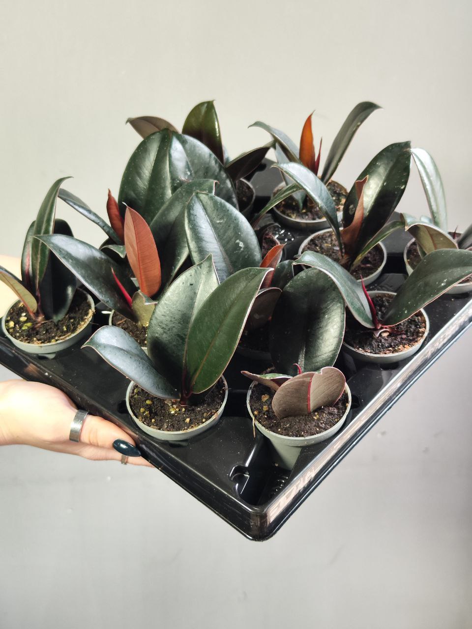 Фикус Эластика Абиджан (Ficus Elastica Abidjan) D6см