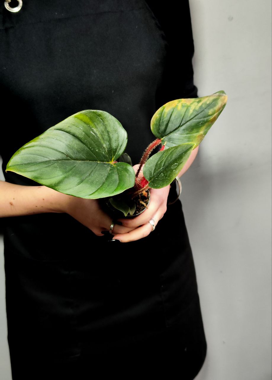 Филодендрон Сквамиферум (Philodendron Squamiferum) D6см