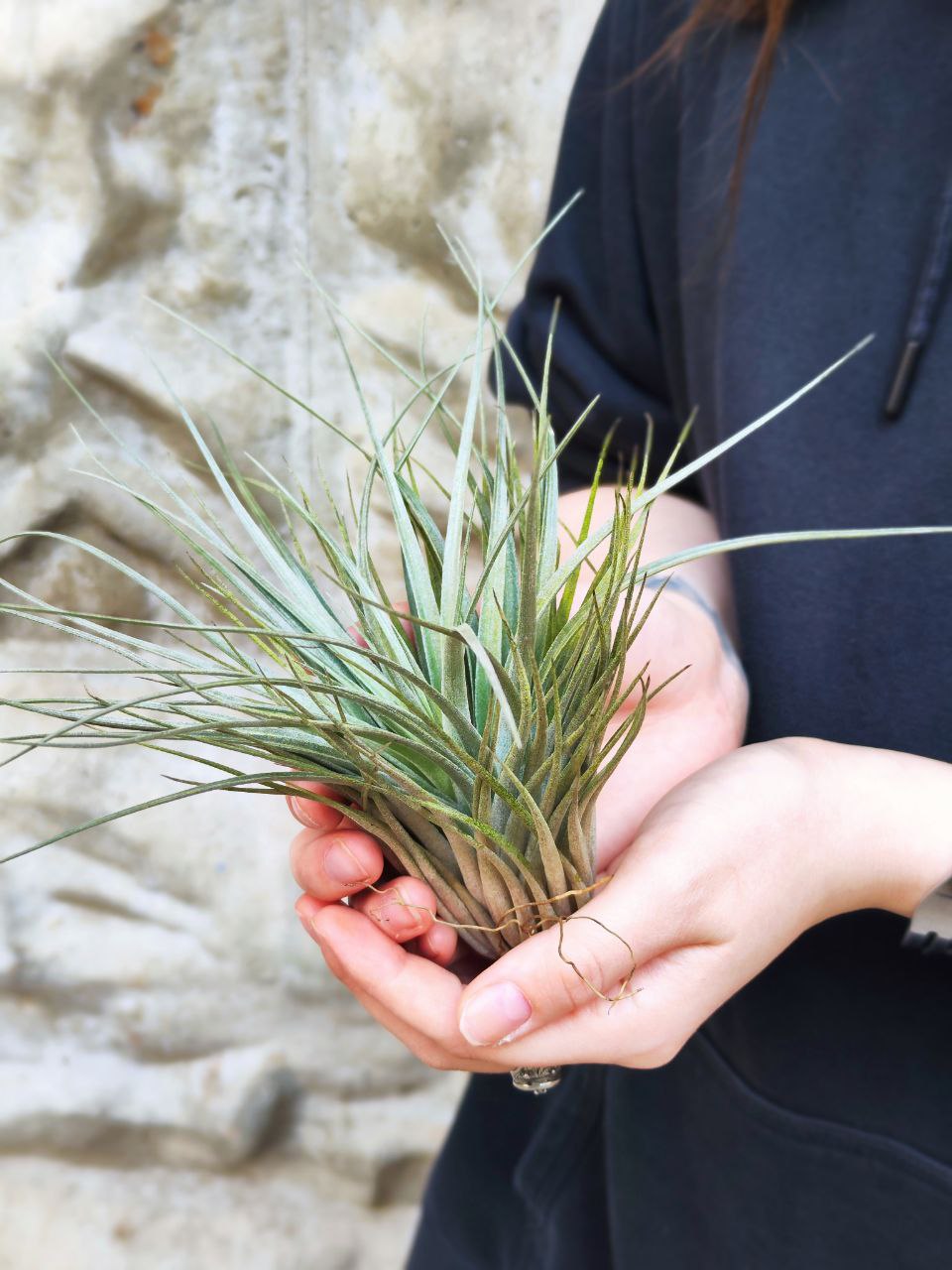 Тилландсия Хьюстон XL (Tillandsia Houston XL)
