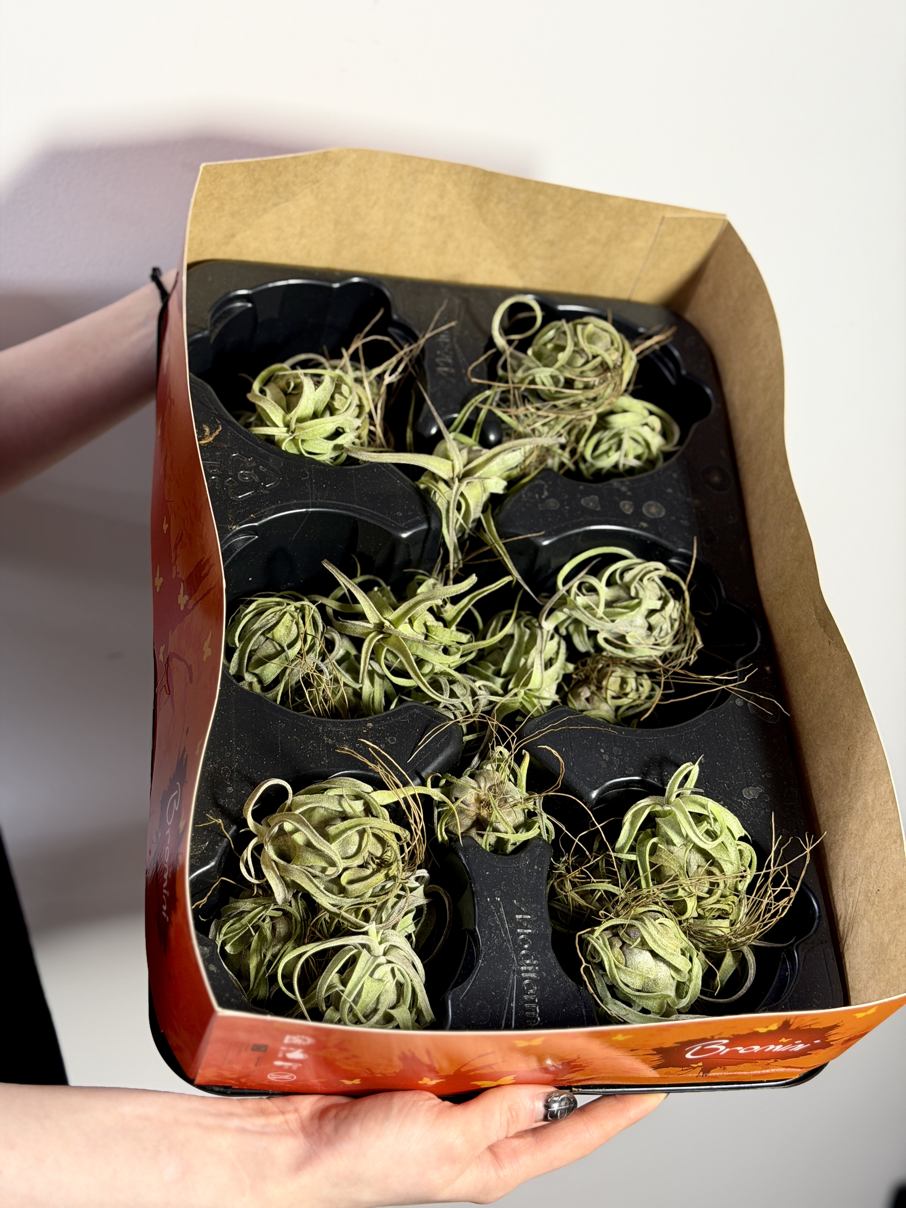 Тилландсия Стрептофилла Мини (Tillandsia Streptophylla Mini)