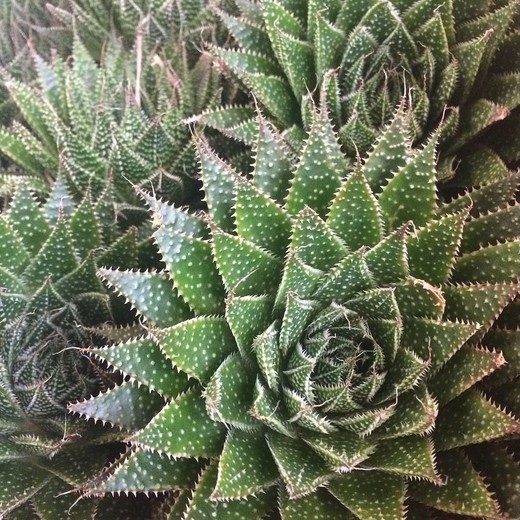 Алоэ Остистое (Aloe Aristata) D5см