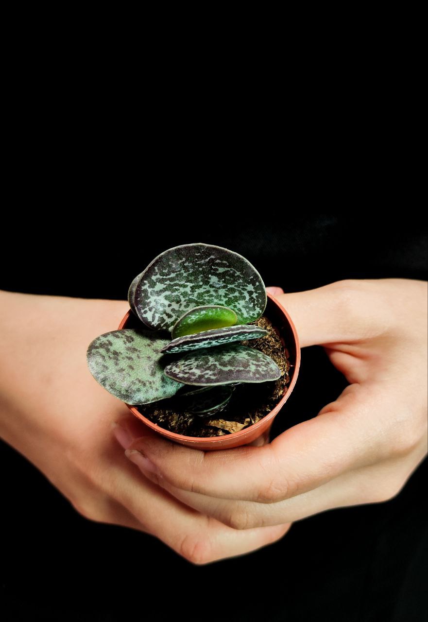 Адромискус Макулатус (Adromischus Maculatus) D5см