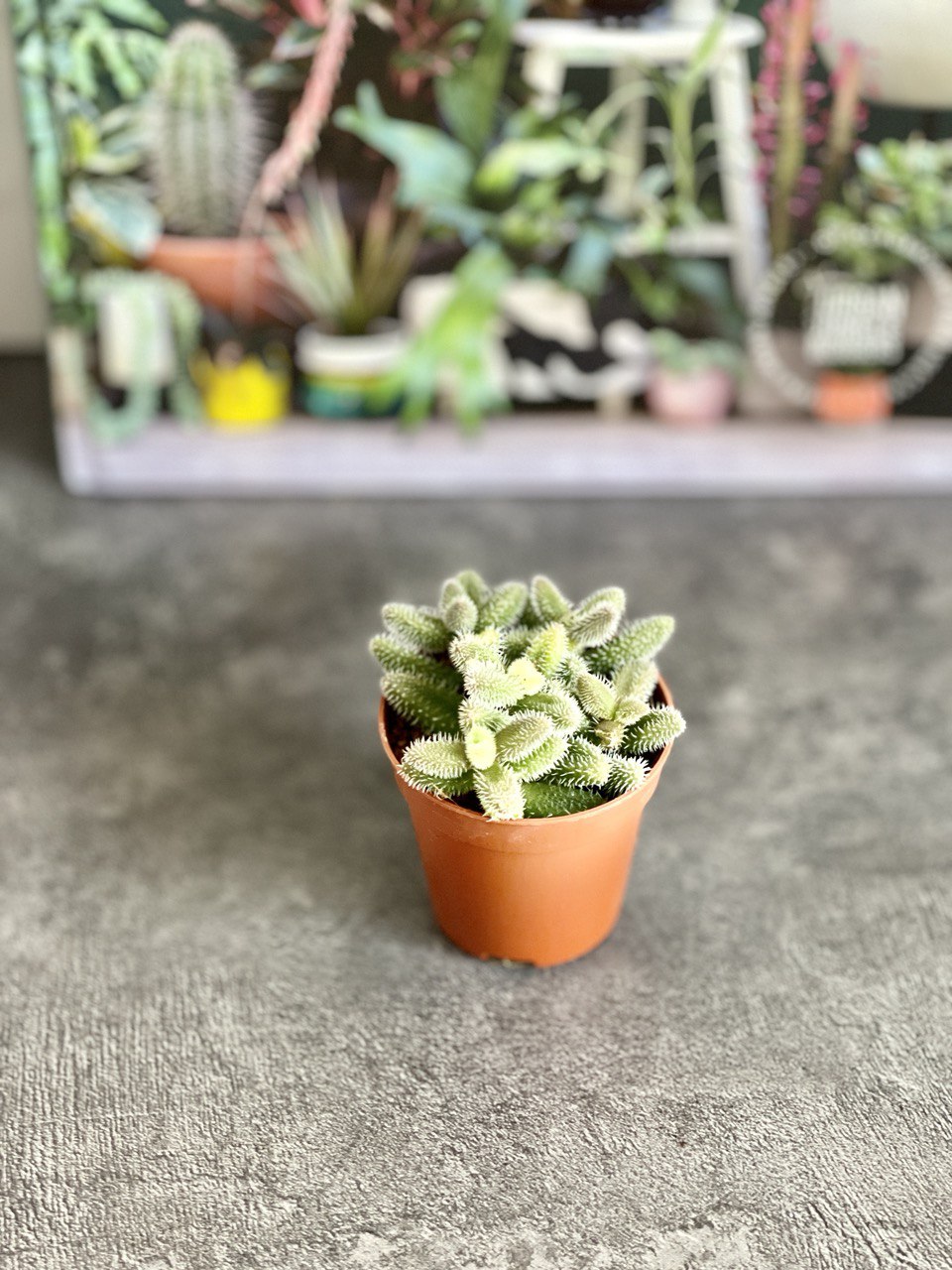Делосперма Эхинатум (Delosperma Echinatum) D5см