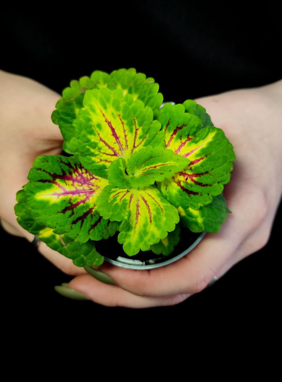 Колеус Санни (Coleus Sunny) D6см