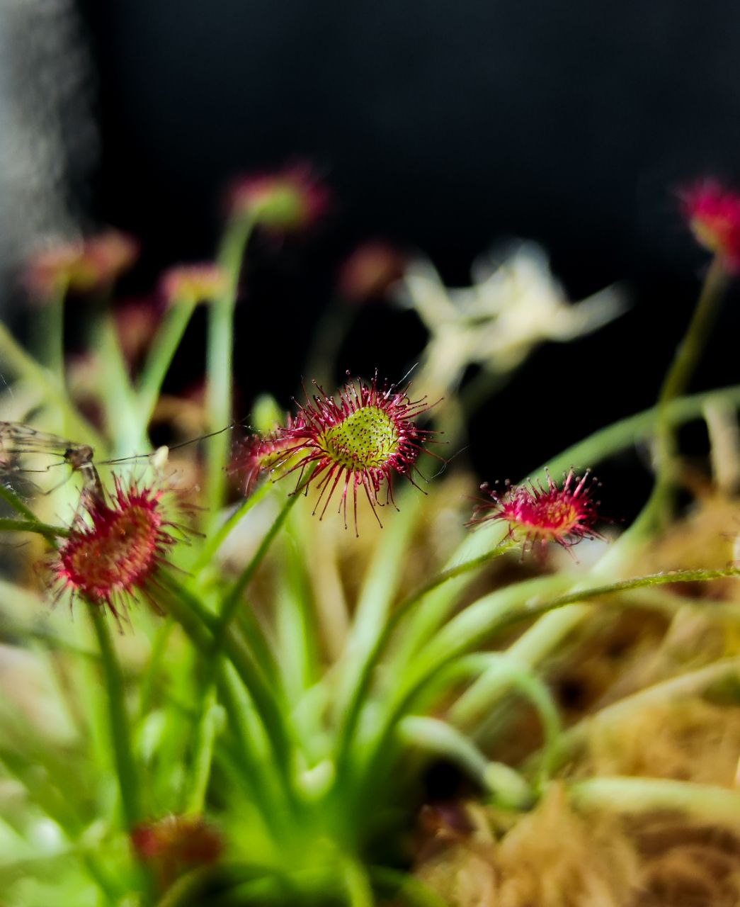 Росянка Парадокса (Drosera Paradoxa) пересаженная D12см