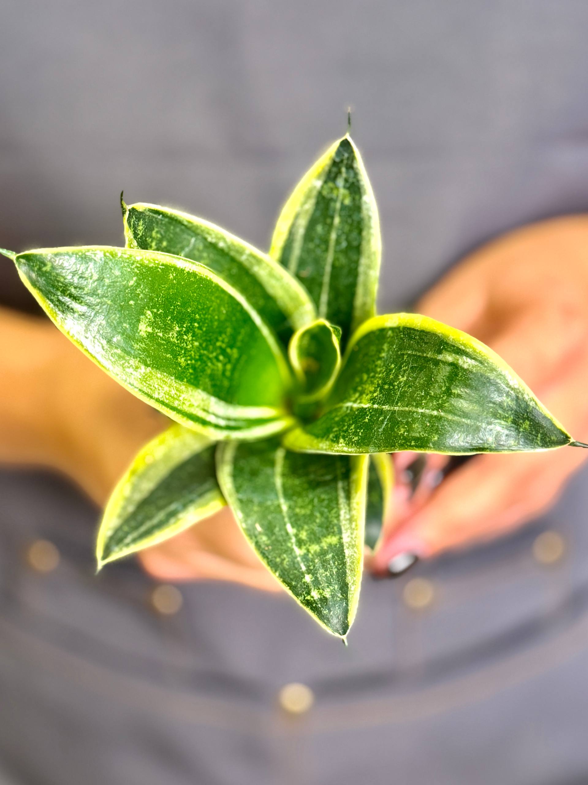 Сансевиерия Ханни Глимеринг Стар (Sansevieria Hahnii Glimmering Star) D6см