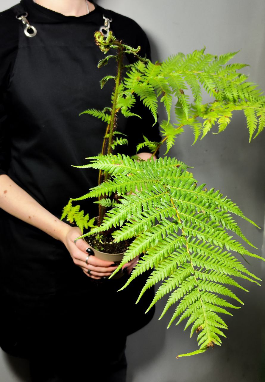 Папоротник Циатея Купера (Cyathea Cooperii) D12см