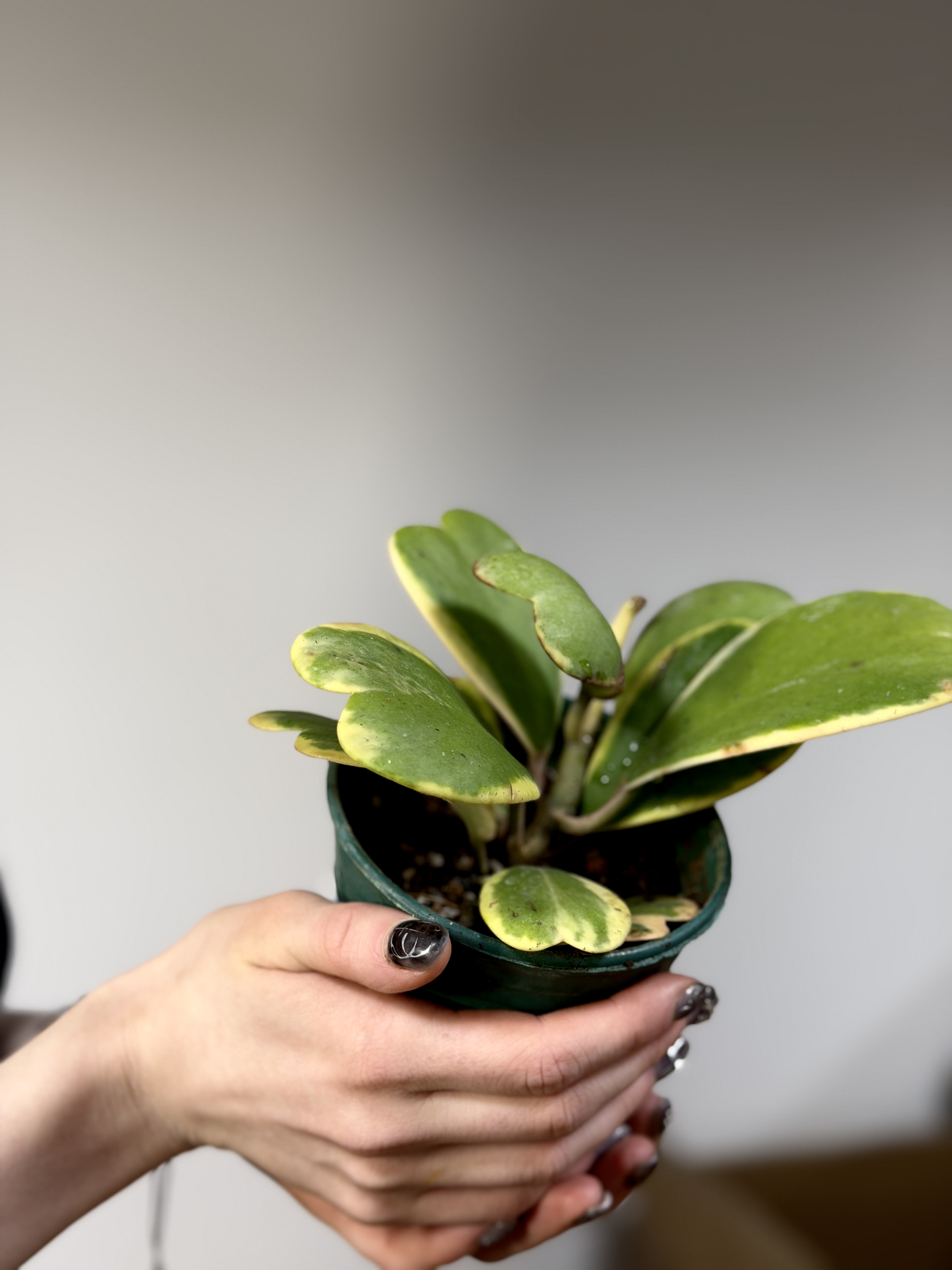 Хойя Керри Вариегатная, Куст (Hoya Kerrii Variegated) D11см