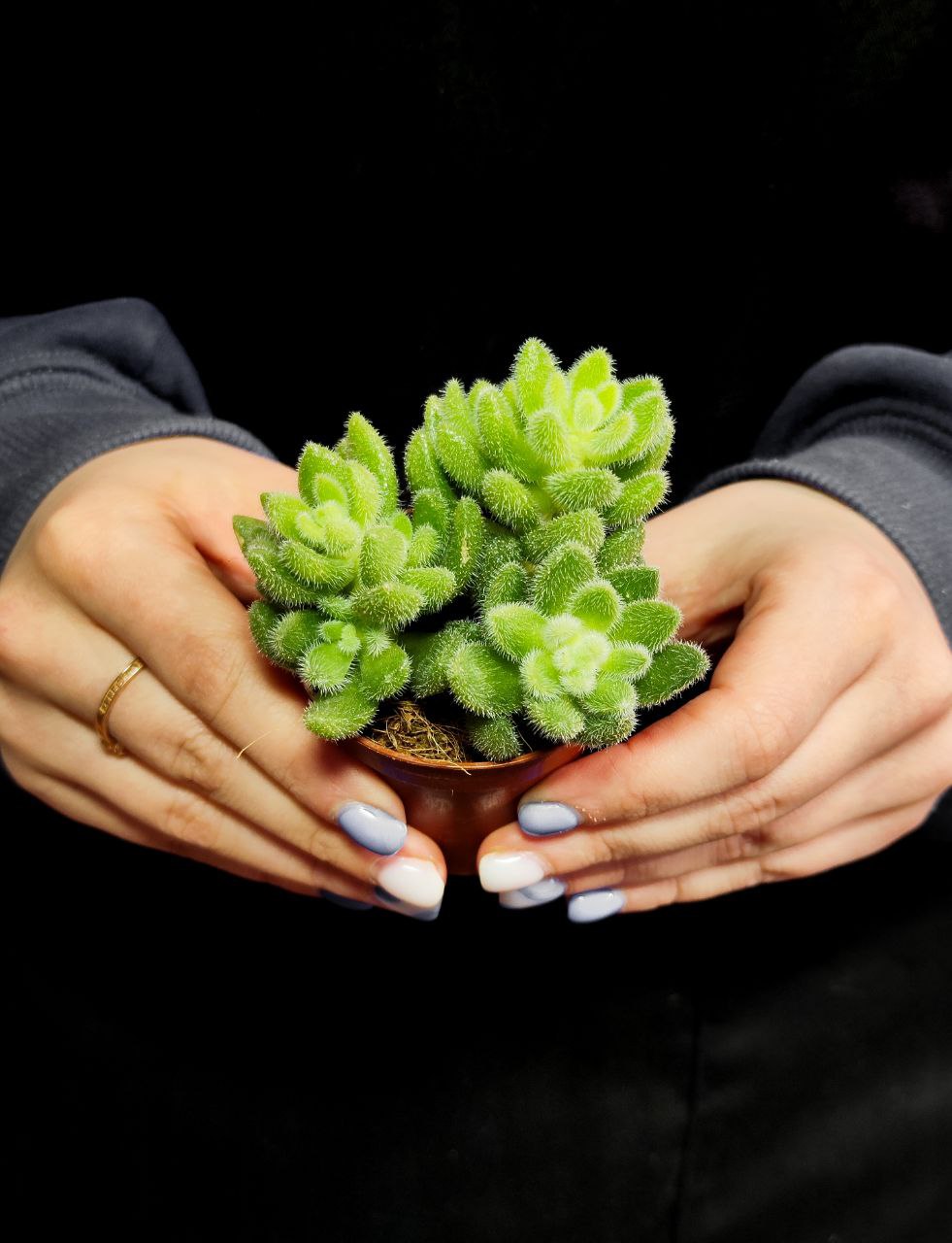 Седум Хинтони (Sedum Hintonii) D5см