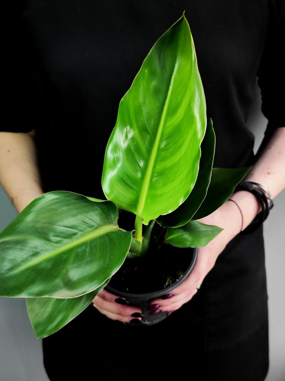 Стрелиция (Strelitzia) D12см