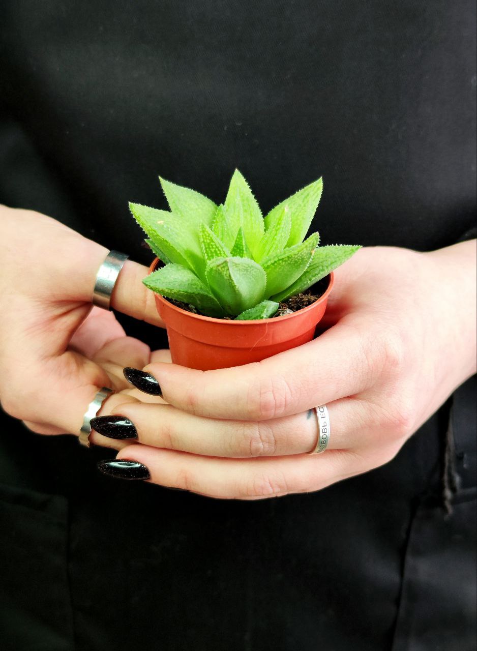 Хавортия Байлисси (Haworthia Baylissii) D5см