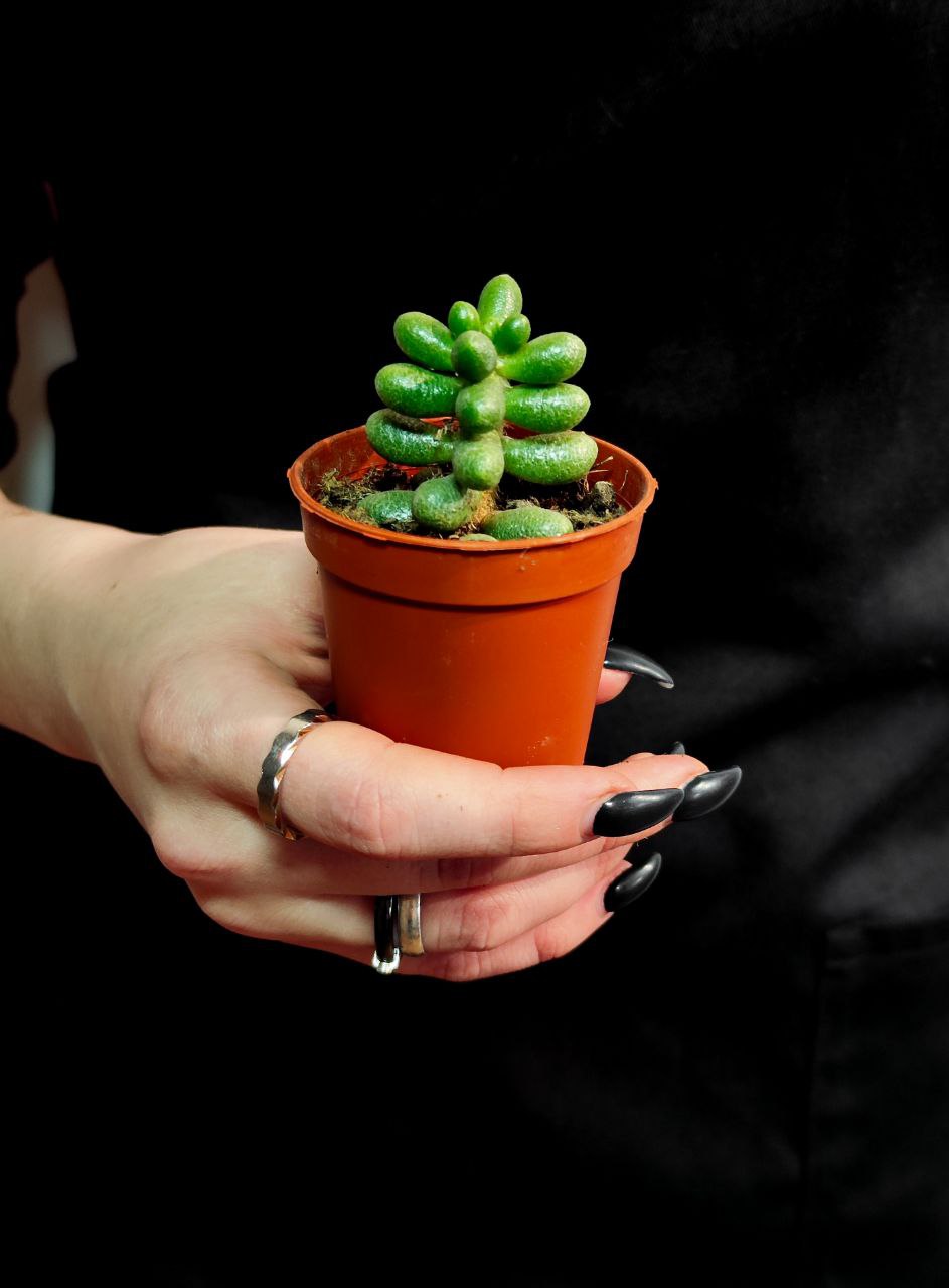 Седум Хернандеса (Sedum Hernandezii) D5см