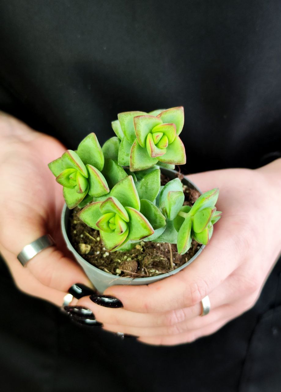 Крассула Рупестрис (Crassula Rupestris) D5см