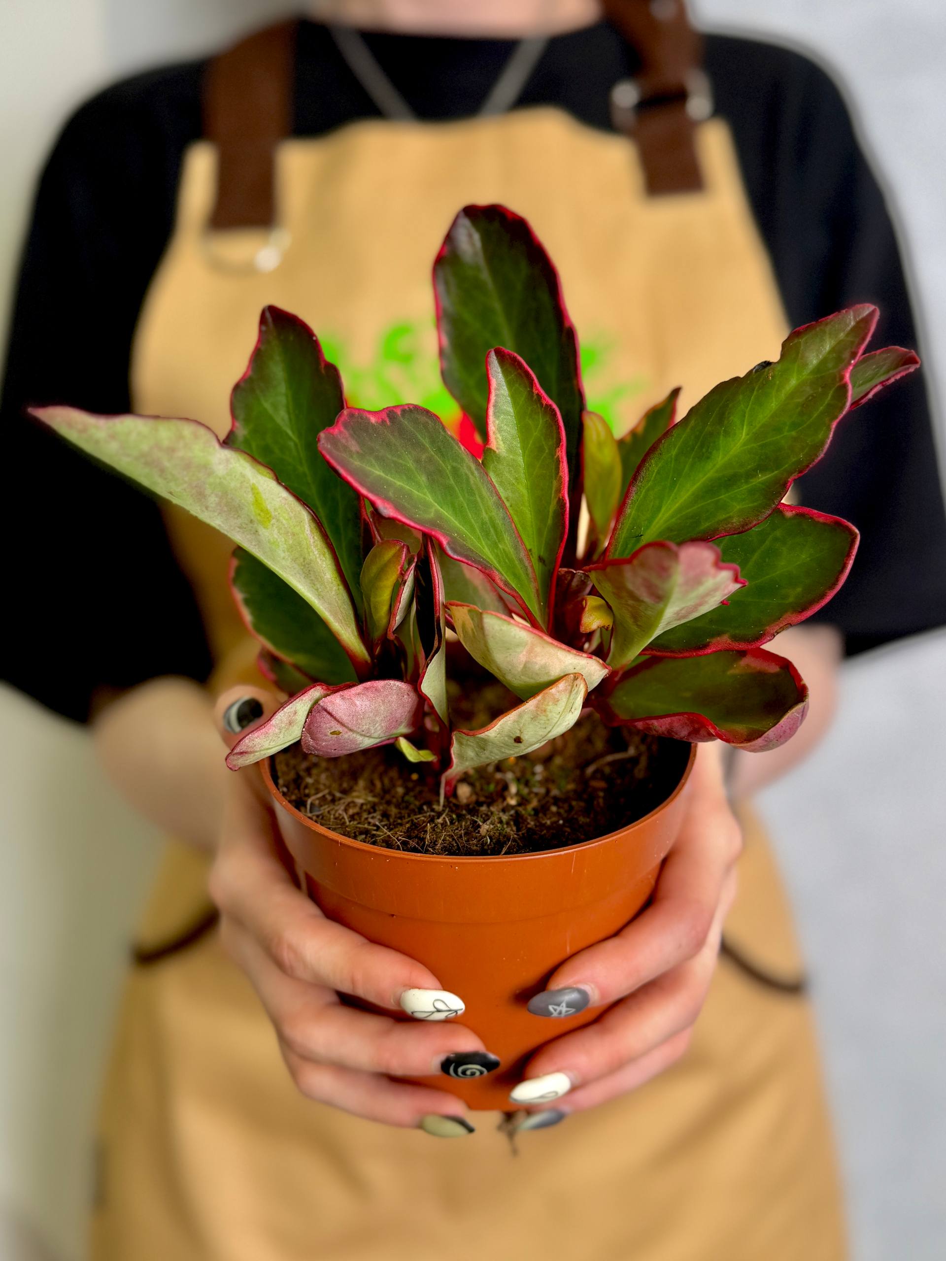 Пеперомия Клузиелистная Джелли (Peperomia Clusiifolia Jellie) D12см