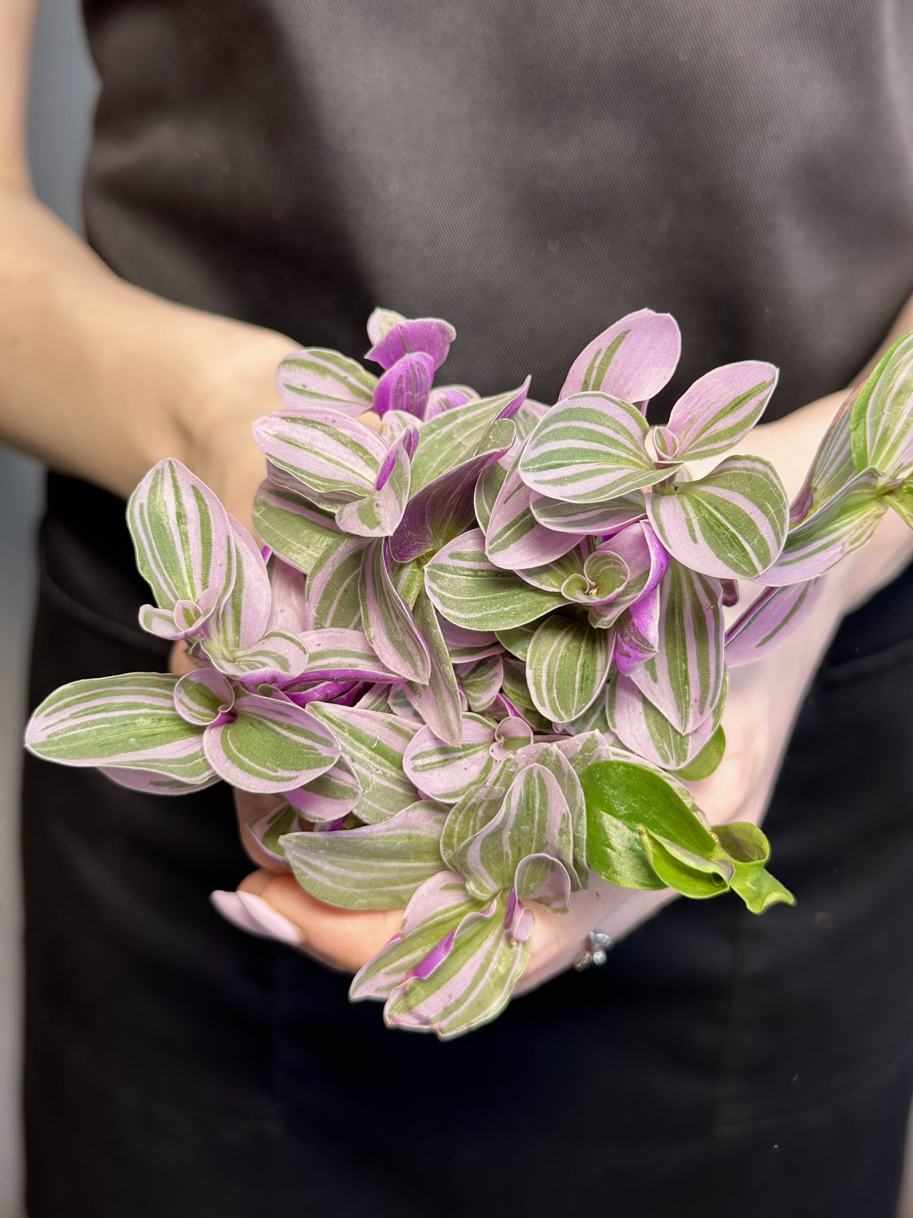 Традесканция Свитнесс (Tradescantia Sweetness) D6см