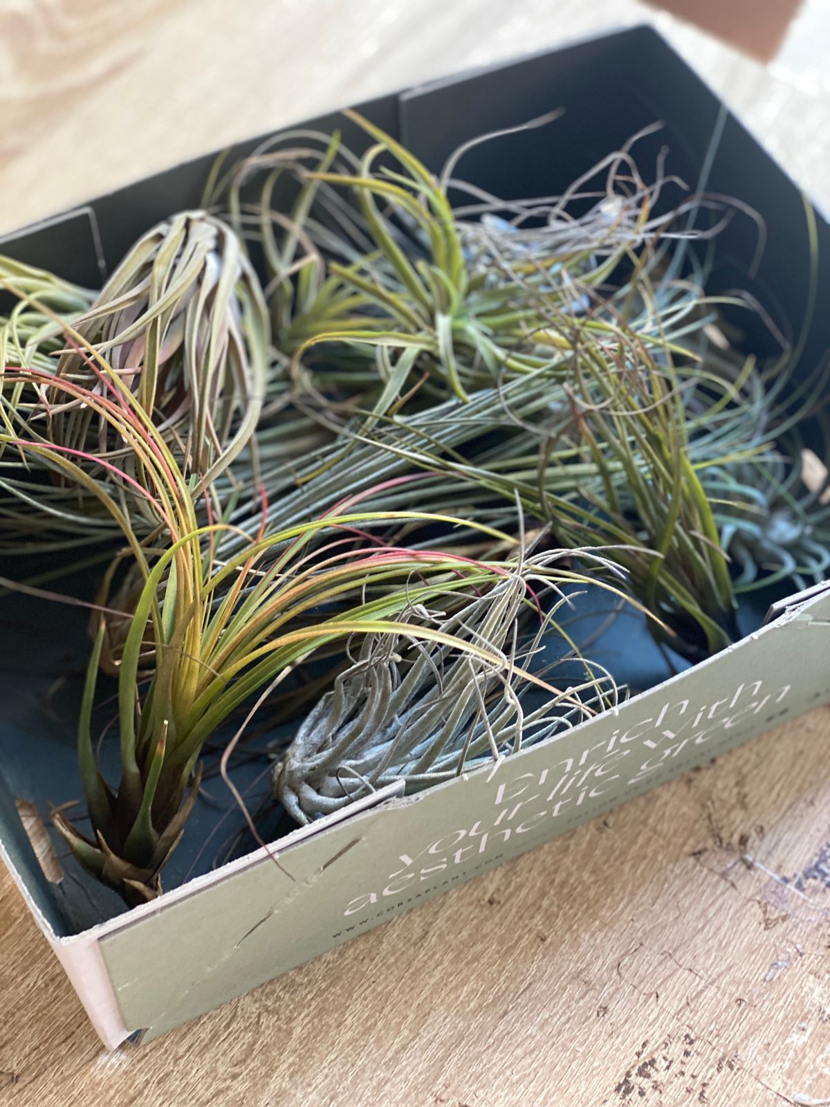 Тилландсия атмосферная уцен. микс из 2шт. (Tillandsia mix)