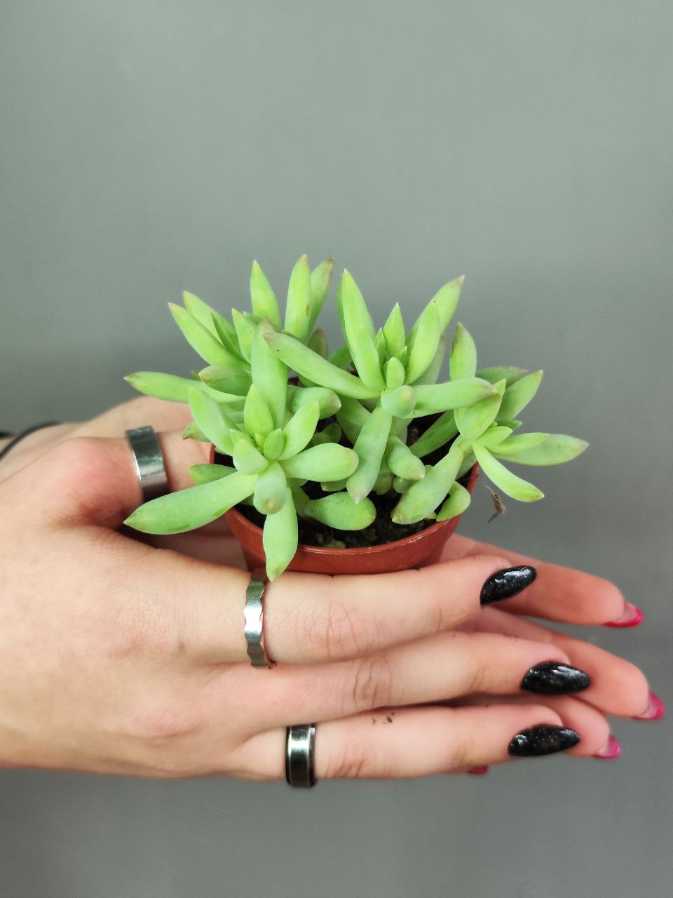 Седум Моргана Магнум (Sedum Morganianum) D5см
